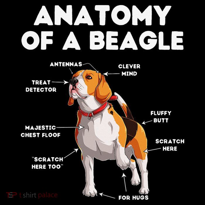 Anatomy of a Beagle Funny Beagle Dog Lover Flatbill Hat