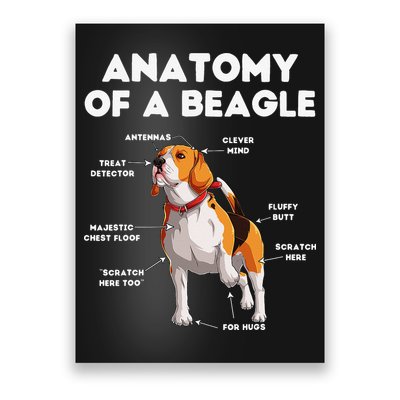 Anatomy of a Beagle Funny Beagle Dog Lover Poster