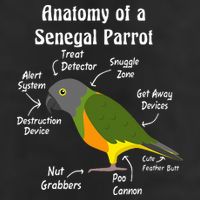 Anatomy Of A Senegal Parrot Adult Drive Performance Visor
