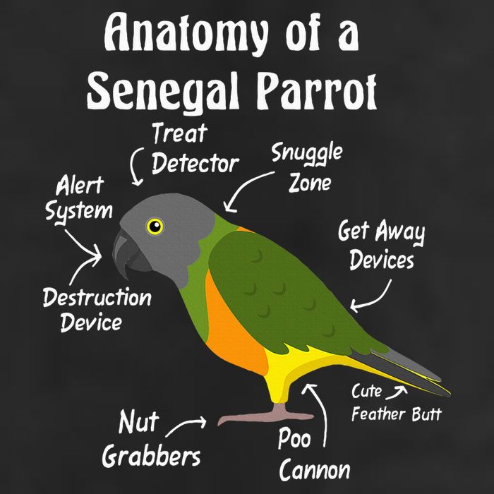 Anatomy Of A Senegal Parrot Adult Drive Performance Visor