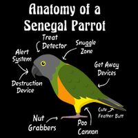 Anatomy Of A Senegal Parrot 16 in Basic Backpack