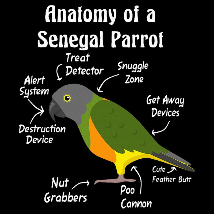 Anatomy Of A Senegal Parrot 16 in Basic Backpack