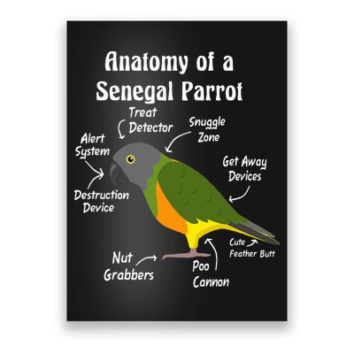 Anatomy Of A Senegal Parrot Poster