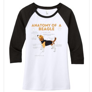 Anatomy Of A Beagle Funny Beagle Dog Lover Pet Owner Women's Tri-Blend 3/4-Sleeve Raglan Shirt