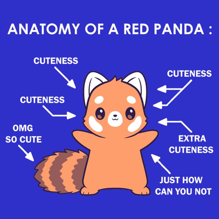 Anatomy Of A Red Panda Science Zoologist Red Panda Anatomy Gift Stripe Pom Pom Beanie