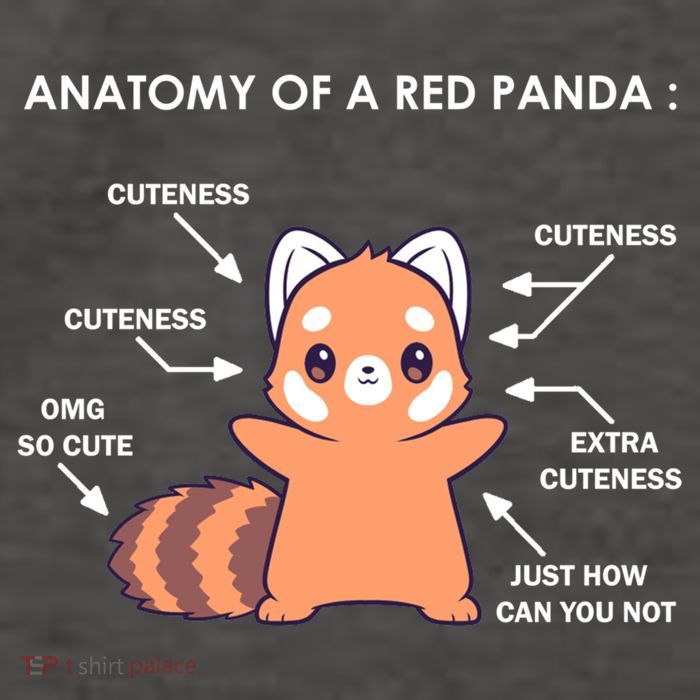 Anatomy Of A Red Panda Science Zoologist Red Panda Anatomy Gift Vector Backpack