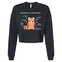 Anatomy Of A Red Panda Science Zoologist Red Panda Anatomy Cropped Pullover Crew