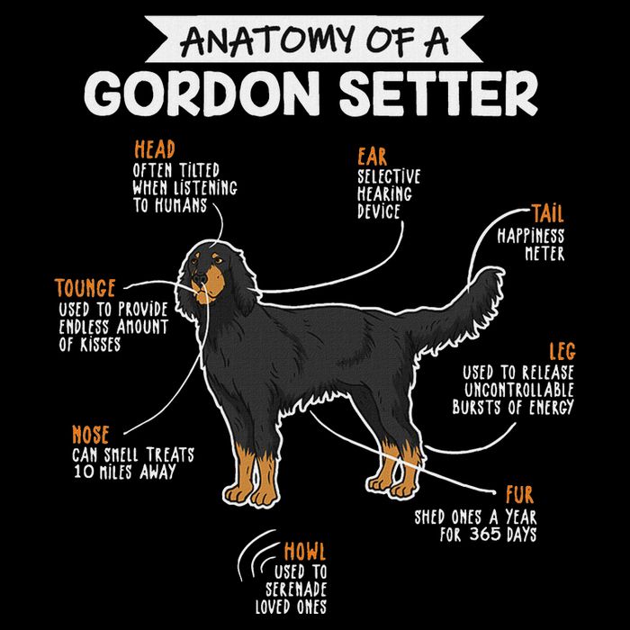 Anatomy Of A Gordon Setter Fun Dog M.A.S.T.E.RS Lady Wool Snapback Cap