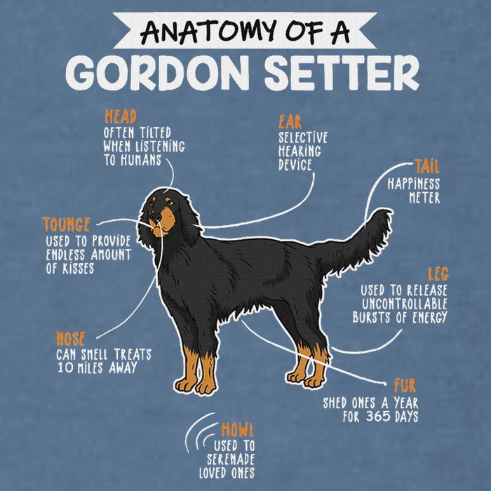 Anatomy Of A Gordon Setter Fun Dog M.A.S.T.E.RS Lady Garment-Dyed Sweatshirt