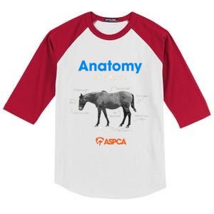 Anatomy Of A Horse Kids Colorblock Raglan Jersey