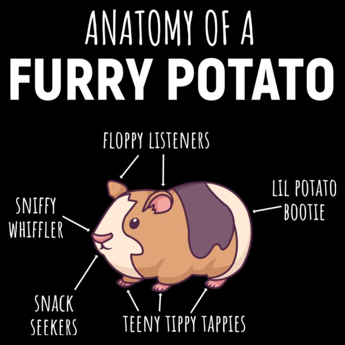 Anatomy Of A Furry Potato Funny Guinea Pig Lover Gift 16 in Basic Backpack