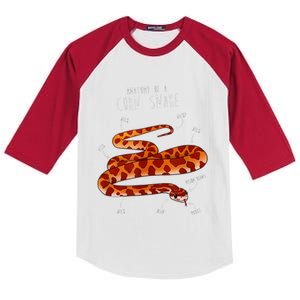 Anatomy Of A Corn Snake Kids Colorblock Raglan Jersey