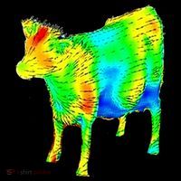 Aerodynamics Of A Cow Cow Physics Science Engineering Meme Heatmap Bucket Hat
