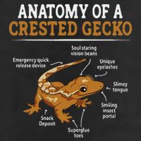 Anatomy Of A Crested Gecko, Eyelash Lizard Herpetologist Adult Drive Performance Visor
