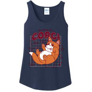 Anatomy Of A Corgi Dog Ladies Essential Tank