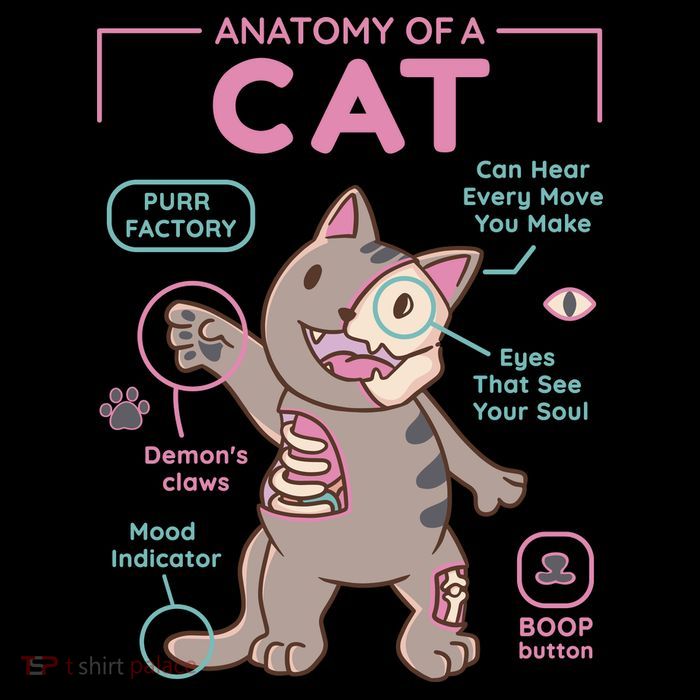 Anatomy Of A Cat Button