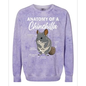 Anatomy Of A Chinchilla For Women Chinchilla Mom Funny Colorblast Crewneck Sweatshirt