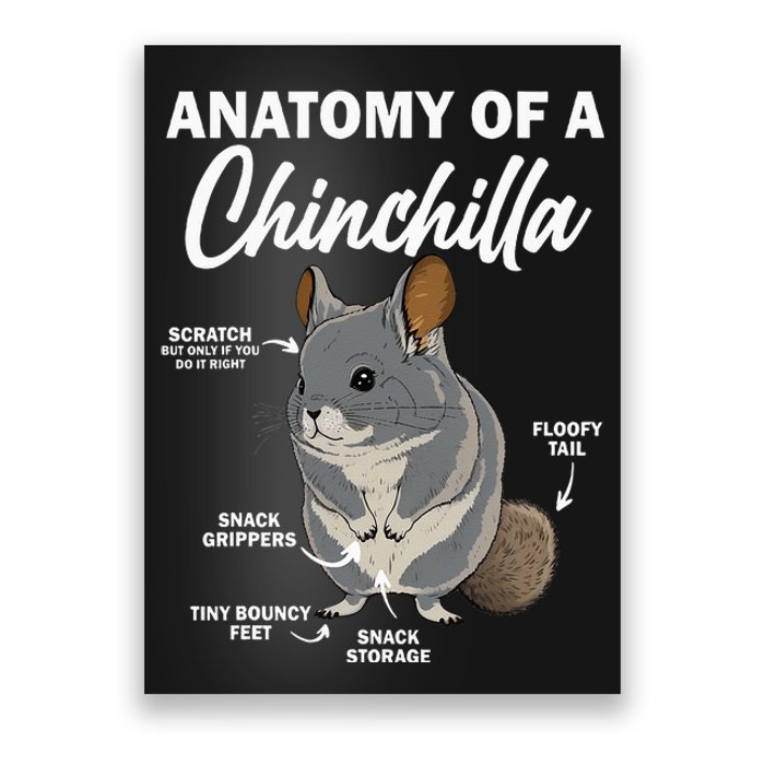 Anatomy Of A Chinchilla For Women Chinchilla Mom Funny Poster