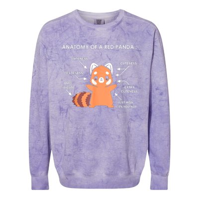 Anatomy Of A Red Panda Science Zoologist Red Panda Anatomy Gift Colorblast Crewneck Sweatshirt