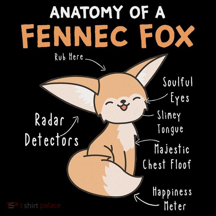 Anatomy Of A Fennec Fox Cute Fox Lover Gift Fennec Fox Sustainable Knit Beanie