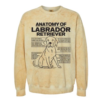 Anatomy Of A Labrador Retriever Funny Dog Owner Gifts Colorblast Crewneck Sweatshirt