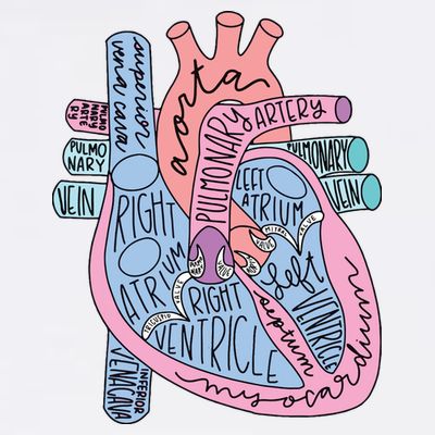Anatomical Of Heart Cardiac Nurse Practioner Sonographer T-Shirt