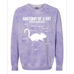 Anatomy Of Rat Rat Lovers And Pet Rat Owners Great Gift Colorblast Crewneck Sweatshirt