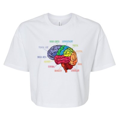 Anatomy Of The Brain Neurologist Gift Bella+Canvas Jersey Crop Tee