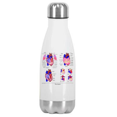 Anatomy Of The Heart Mug Stainless Steel Insulated Water Bottle