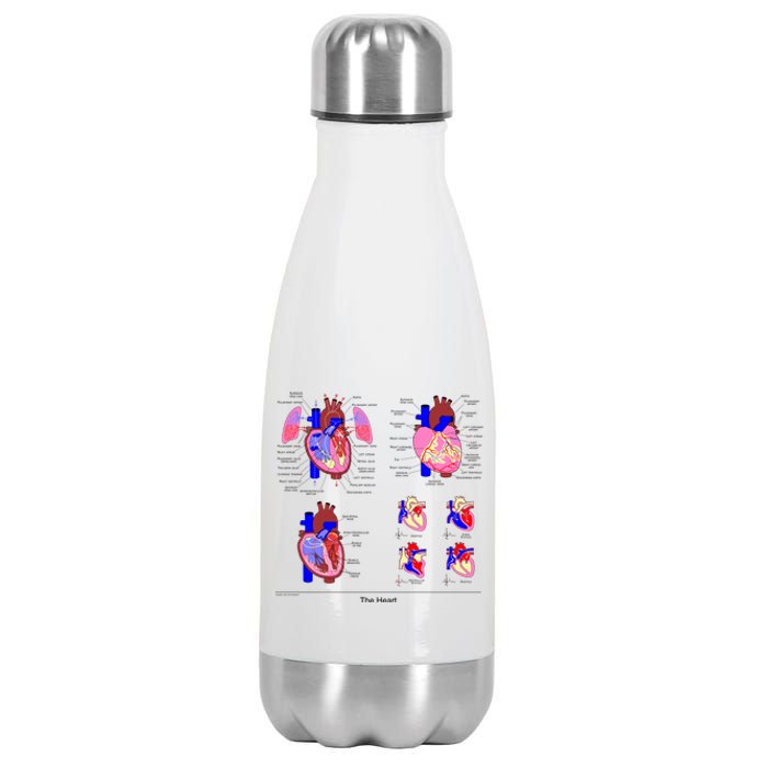 Anatomy Of The Heart Mug Stainless Steel Insulated Water Bottle