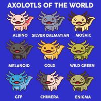  Axolotl Of World  Hoodie