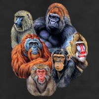 Ape Collage 11oz C Handle Ceramic Mug
