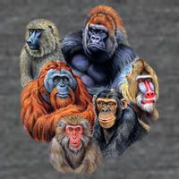 Ape Collage T-Shirt