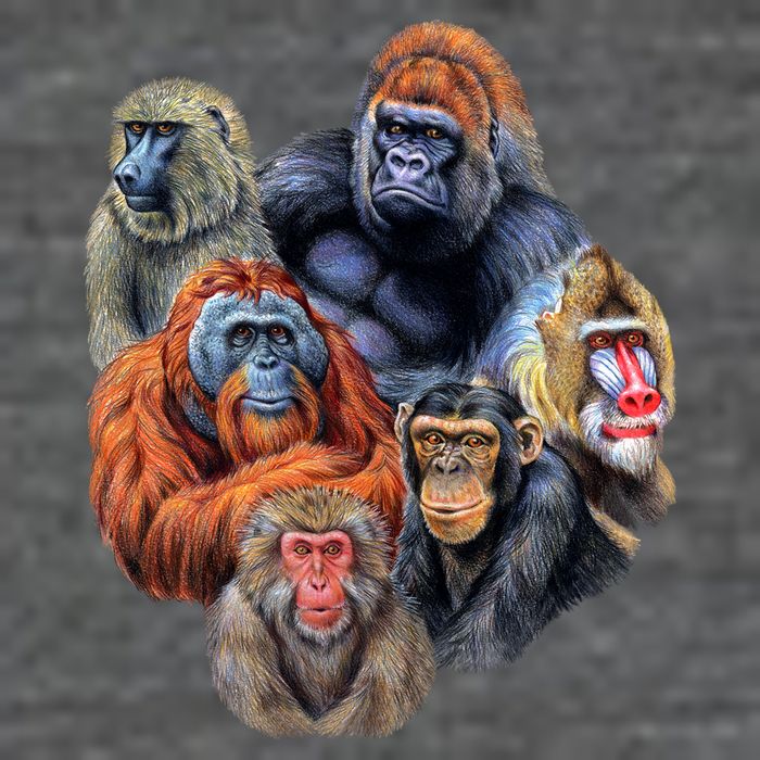 Ape Collage T-Shirt