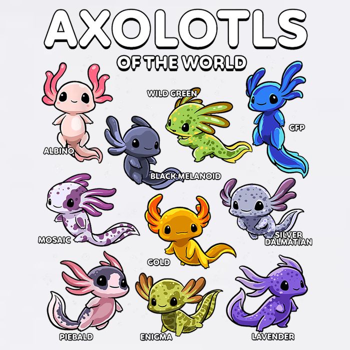 Axolotl Shirts Kawaii Axolotls Of The World Axolotl Animals Design Short Acrylic Beanie