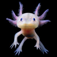 Axolotl Shirt: Limited Edition Drawstring Bag