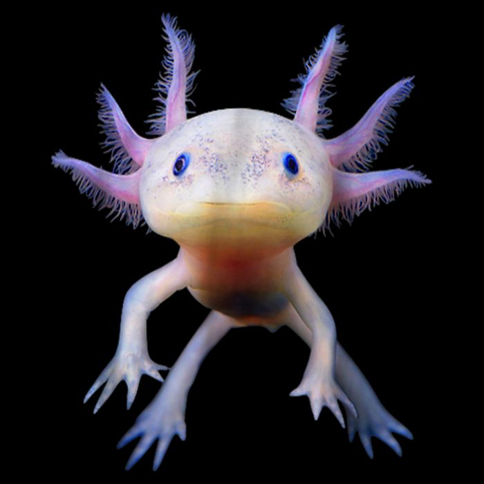Axolotl Shirt: Limited Edition Drawstring Bag
