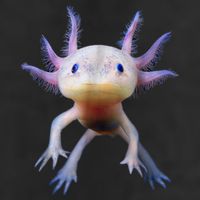 Axolotl Shirt: Limited Edition Golf Towel