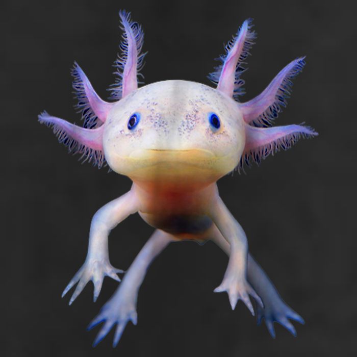 Axolotl Shirt: Limited Edition Golf Towel