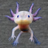 Axolotl Shirt: Limited Edition Button