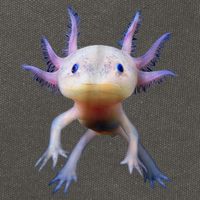 Axolotl Shirt: Limited Edition Cotton Canvas Backpack