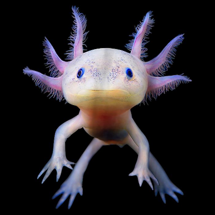 Axolotl Shirt: Limited Edition Cooling Performance Crew T-Shirt