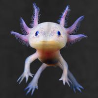 Axolotl Shirt: Limited Edition Adult Drive Performance Visor