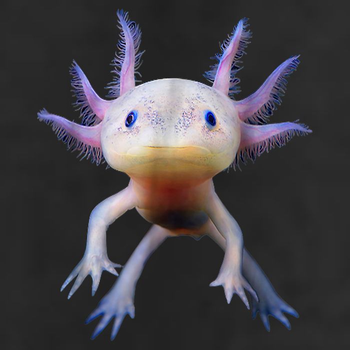 Axolotl Shirt: Limited Edition Adult Drive Performance Visor