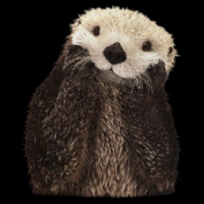 Adorable Sea Otter Gift Backpack