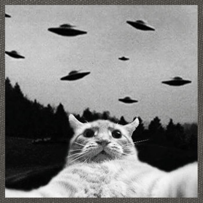 Alien UFO Funny Cat Selfie Cotton Canvas Backpack