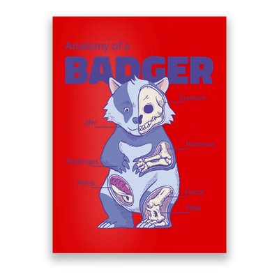 Badger Animal Anatomy Poster