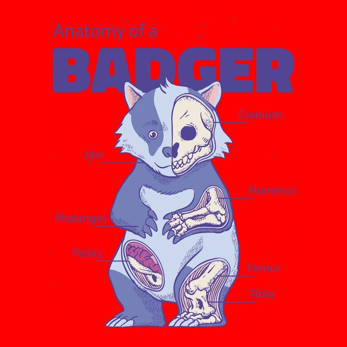 Badger Animal Anatomy Tank Top