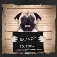 Bad Dog Funny Pug Prison Mug Shot Adult Drive Performance Visor