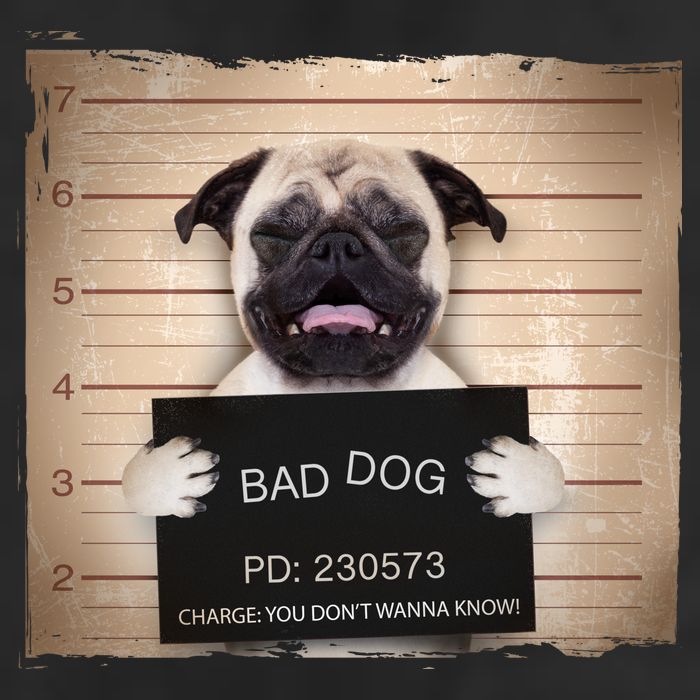 Bad Dog Funny Pug Prison Mug Shot Adult Drive Performance Visor